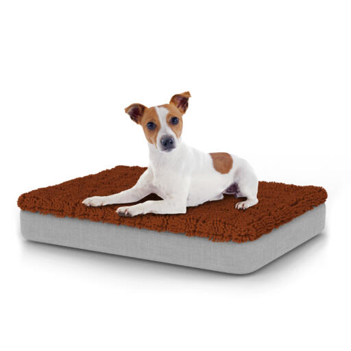 Hond zittend op klein Topology hondenbed met microvezel topper