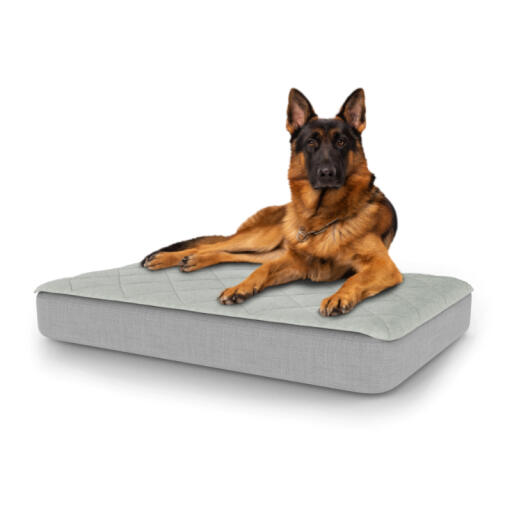 Hond zittend op groot Topology hondenbed met gewatteerde topper