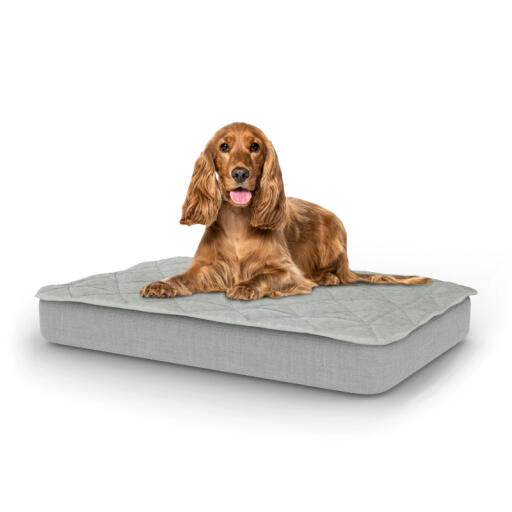 Hond zittend op medium Topology hondenbed met gewatteerde topper