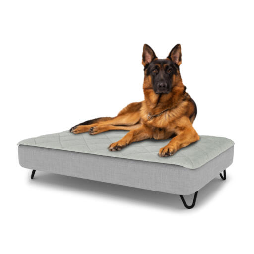 Hond zittend op een groot Topology hondenbed met gewatteerde topper en zwarte metalen haarspeldvoeten