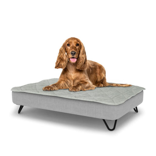 Hond zittend op een medium Topology hondenbed met gewatteerde topper en zwarte metalen haarspeld pootjes