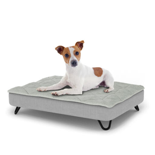 Hond zittend op een klein Topology hondenbed met gewatteerde topper en zwarte metalen haarspeldpootjes