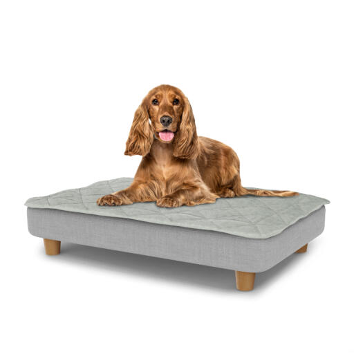 Hond zittend op een medium Topology hondenbed met gewatteerde topper en houten ronde poten