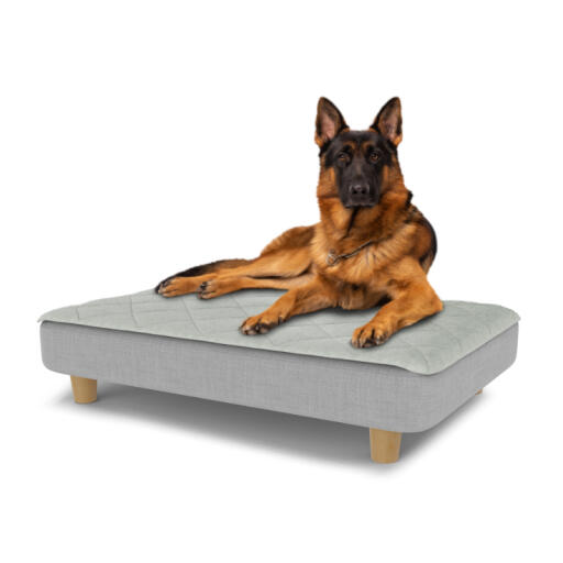 Hond zittend op een groot Topology hondenbed met gewatteerde topper en houten ronde poten