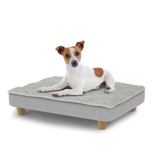 Hond zittend op een klein Topology hondenbed met gewatteerde topper en houten ronde poten