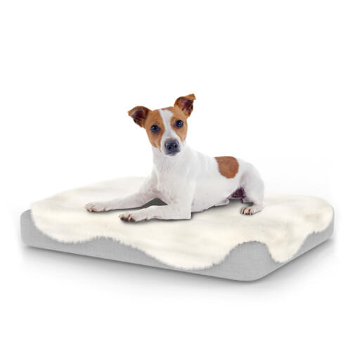 Hond zittend op klein Topology hondenbed met schapenvacht topper