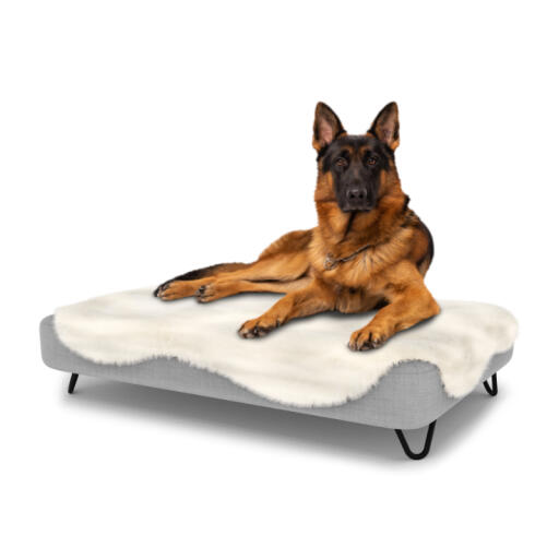 Hond zittend op een groot Topology hondenbed met schapenvacht topper en zwarte metalen haarspeld voeten