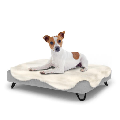 Hond zittend op een klein Topology hondenbed met schapenvacht topper en zwarte metalen haarspeld voetjes
