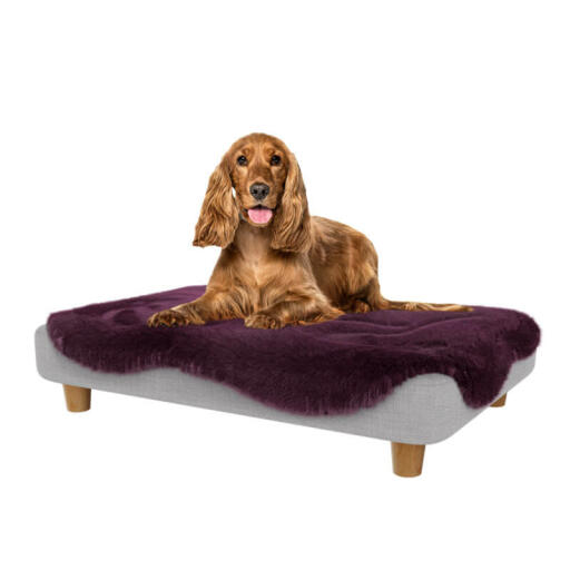 Cocker in het medium Topology hondenbed