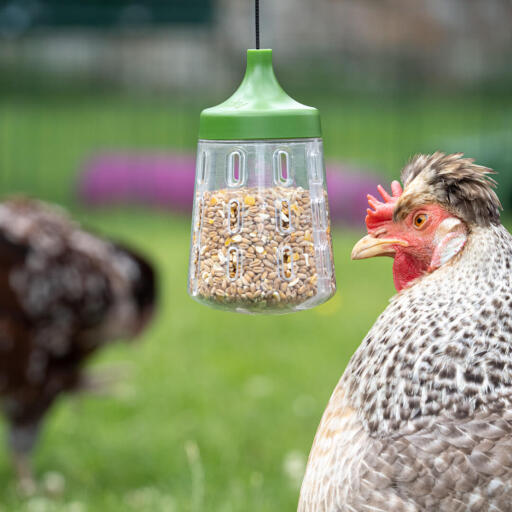 Omlet kippenspeeltjes voor kippenhokken en rennen