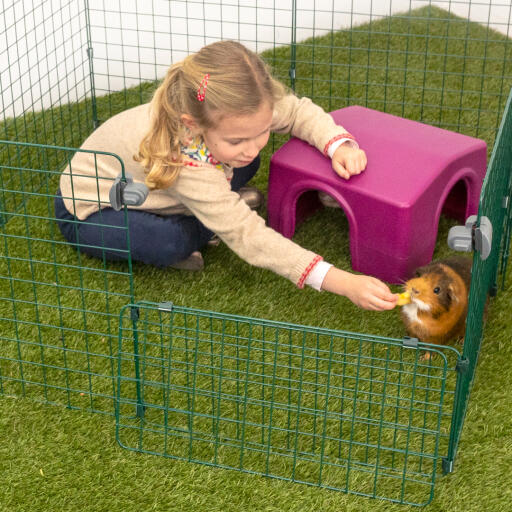 Een jong meisje dat een cavia voert in een dierenren met een paars afdak