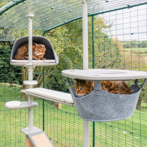 Spelende katten in de Omlet outdoor kattenboom systeem in de Omlet catio