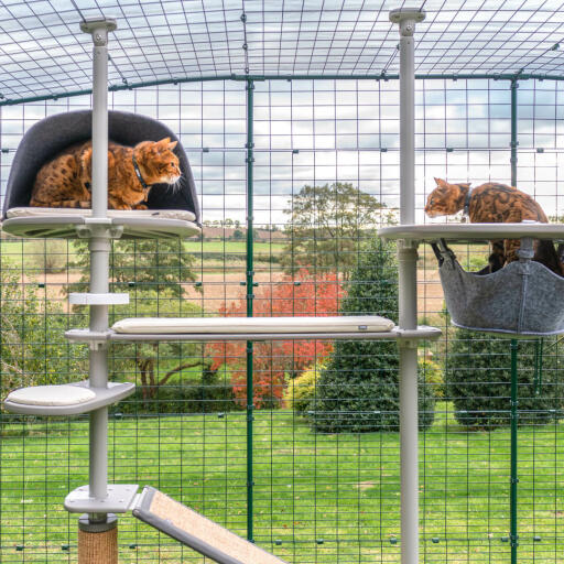 Spelende katten op de Omlet Freestyle buitenkat boom zitstok systeem met crème kussen accessoires
