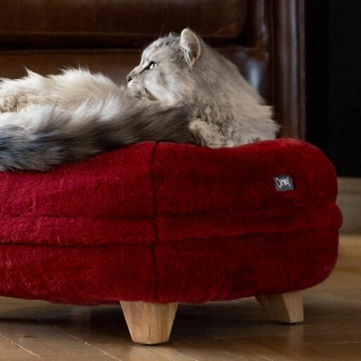 Kat zittend op rood rouge Omlet donut kattenbed