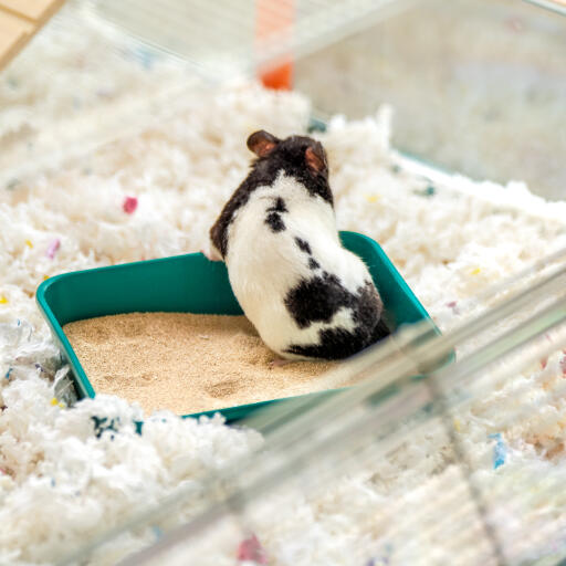 Hamster in een zandbad in de grote Omlet hamsterkooi