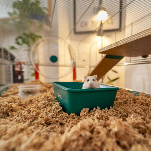 Hamster zittend in een zandbad