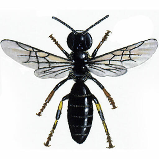 Gewone gemaskerde - hylaeus communis