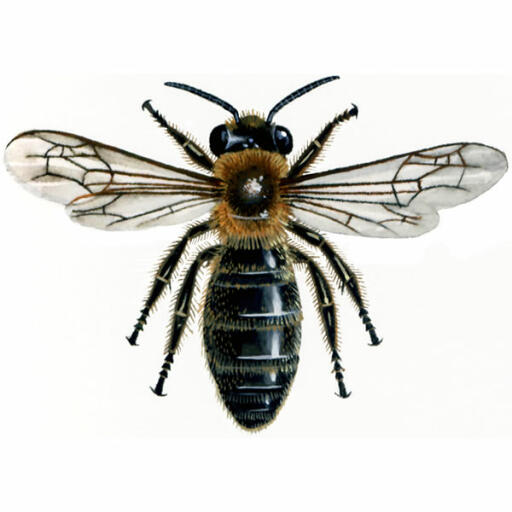 Gemeenschappelijke mijnbouw - andrena carantonica