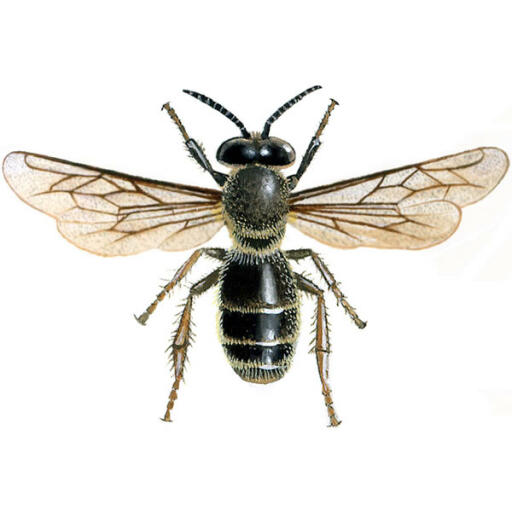 Honingbij mannelijke dar