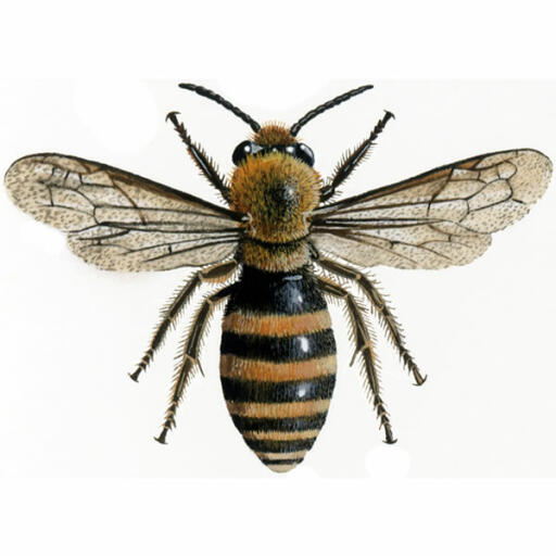 Klimopmijn - colletes hederae