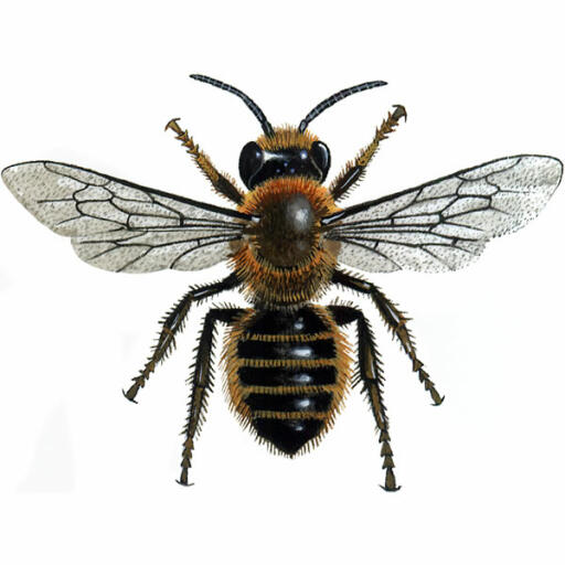 Willughby's bladsnijder - megachile willughbiella