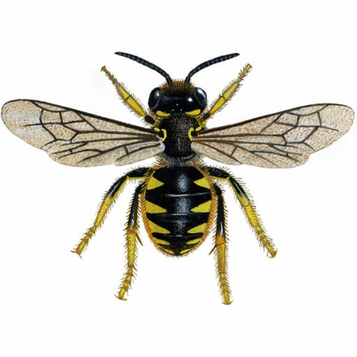 Wolharder - vrouwtje - anthidium manicatum