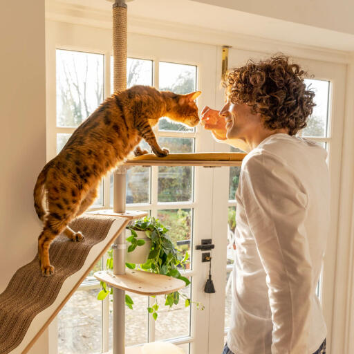 Een kat die op een kattenboom klimt.