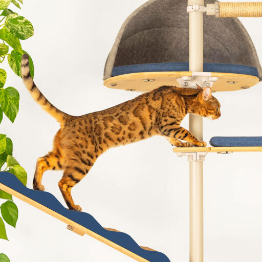 Een kat die tussen het platform van een kattenboom klimt.