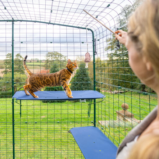 Kat klimt op blauwe outdoor kattenplank in catio buitenren met afwateringsgaten zichtbaar