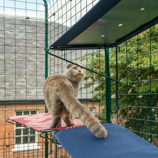 Kat staat op blauwe buitenkat plank in catio buiten ren met drainage gaten zichtbaar