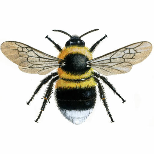 Hommel - tuin - bombus hortorum