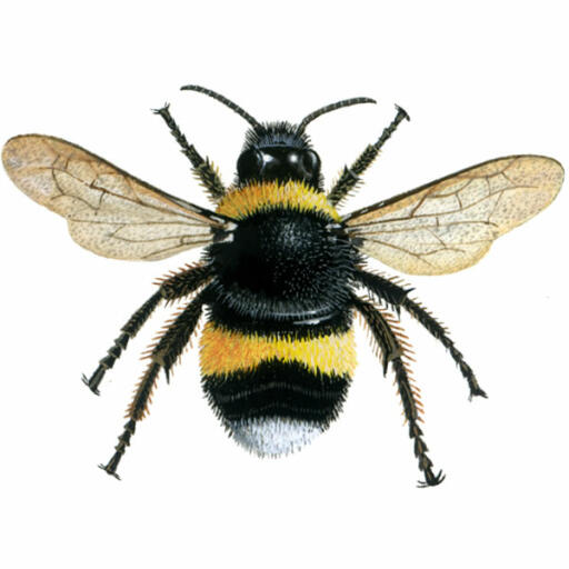 Hommel - witstaart - bombus lucornum