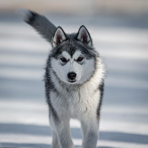 Canadese eskimohond dravend door de Snow