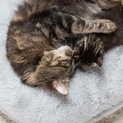 Kat met haar kitten in een luxe zachte donut kattenmand