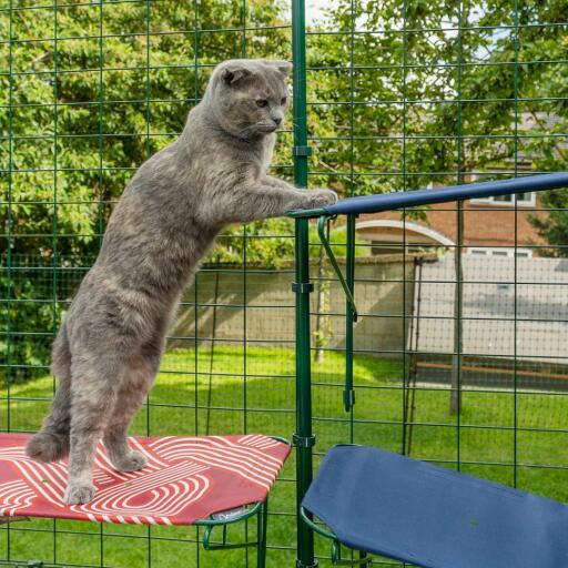 Kat klimt van rode outdoor kattenplank op blauwe outdoor kattenplank in Omlet catio