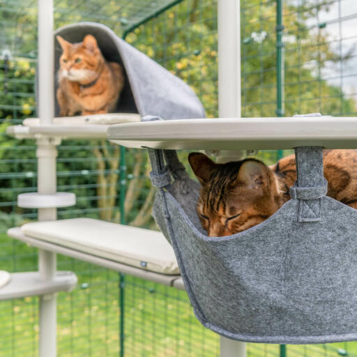 Katten genieten van het Omlet Freestyle outdoor kattenboom systeem, een slaapt in de hangmat en de andere is in de den