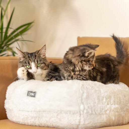De donut kattenmand kan ook als bankkussen worden gebruikt, om uw kat een nog aangenamere plek te geven om naast u te liggen
