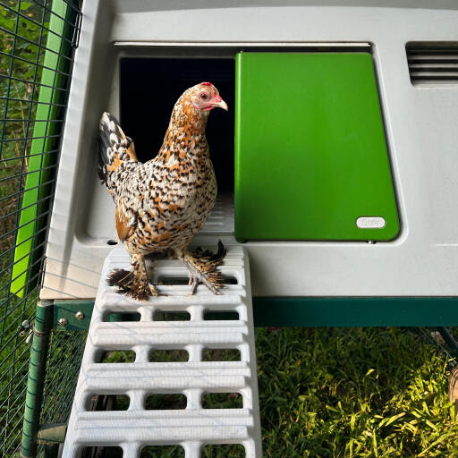 Kippen die de nieuwe kippenhokladder gebruiken voor de Omlet Eglu Cube