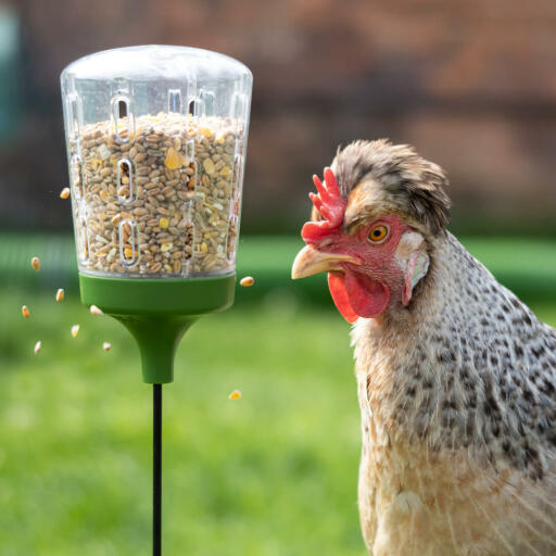 Kip eten van de Omlet piek speelGoed