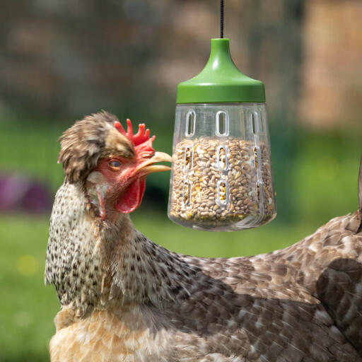 Omlet kippenspeeltjes voor kippenhokken en rennen