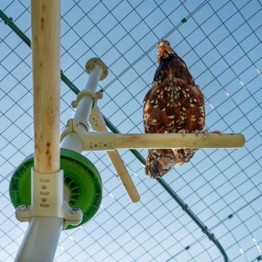 Onder shot van kip zittend op baars van Poletree