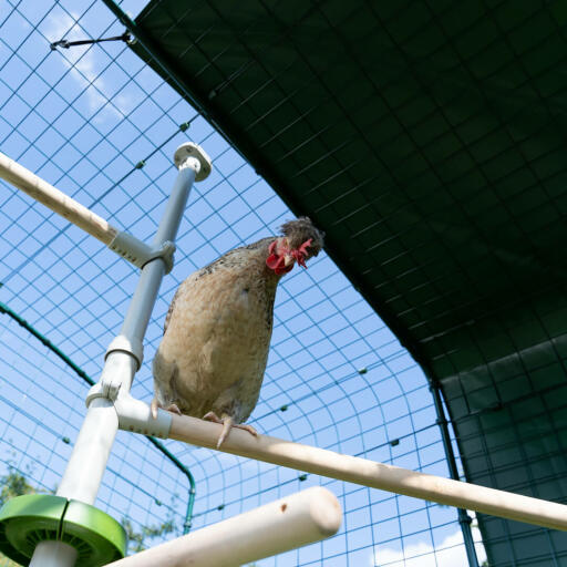 Kip in het Poletree baars systeem