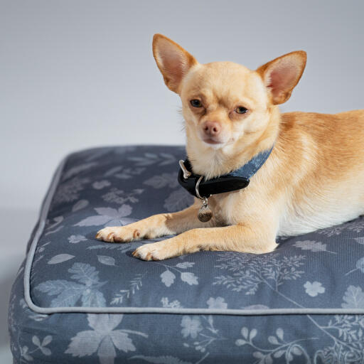 Chihuahua in een design kussen hondenbed bos herfst grijs ontworpen door Omlet