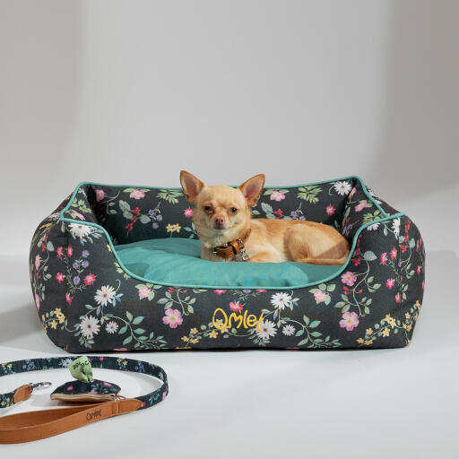 Chihuahua liggend in een Omlet nest bed in de middernacht weide patroon