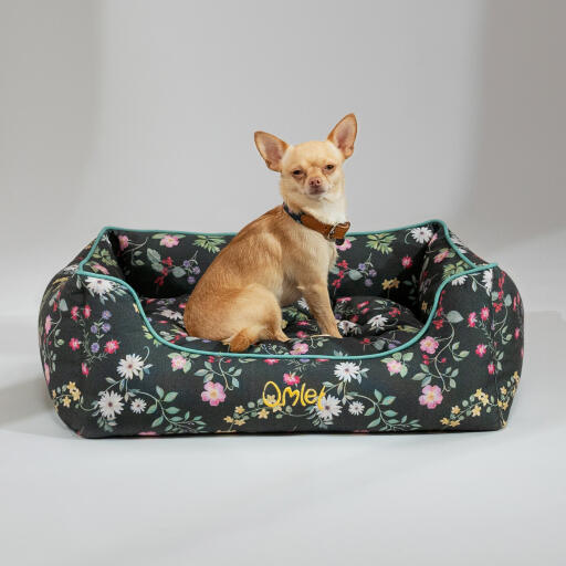 Chihuahua zittend in een Omlet nest bed in de middernacht weide patroon