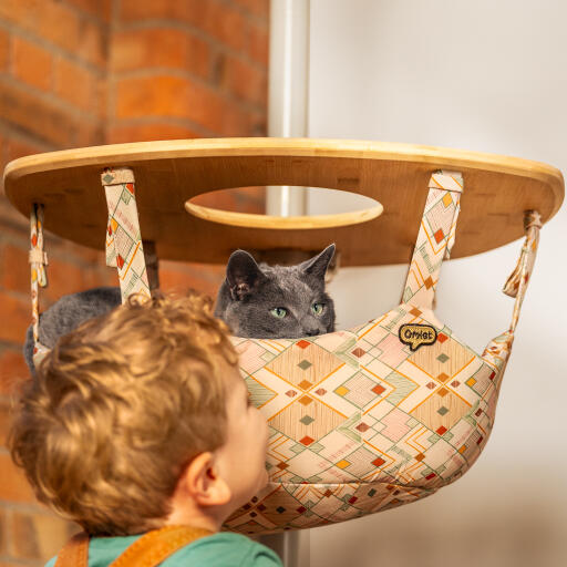 Kat op zoek uit een binnen Freestyle kat boom hangmat met kleine jongen