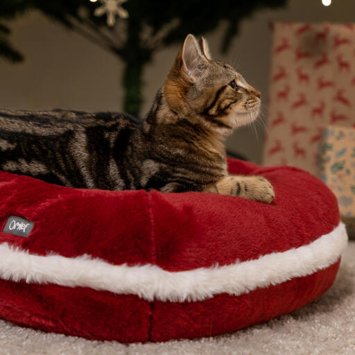Kitten in het Omlet kerstkattenbed