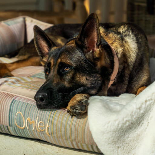 Duitse herder ontspannen op een Omlet nest bed in pawsteps natural