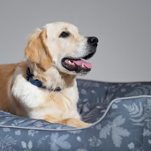 Close up van een Golden retriever in een Omlet nestbed in het bos herfstpatroon