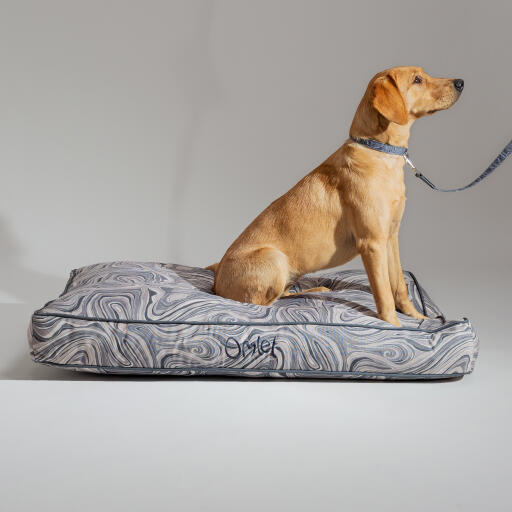 Hond in een design kussen hondenbed met bijpassende halsband en riem in contour grijs design